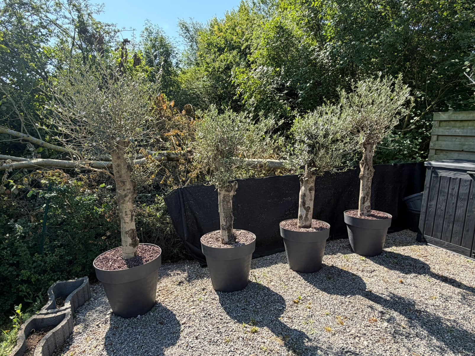 Olivier (5x), Jardin & Terrasse, Enlèvement