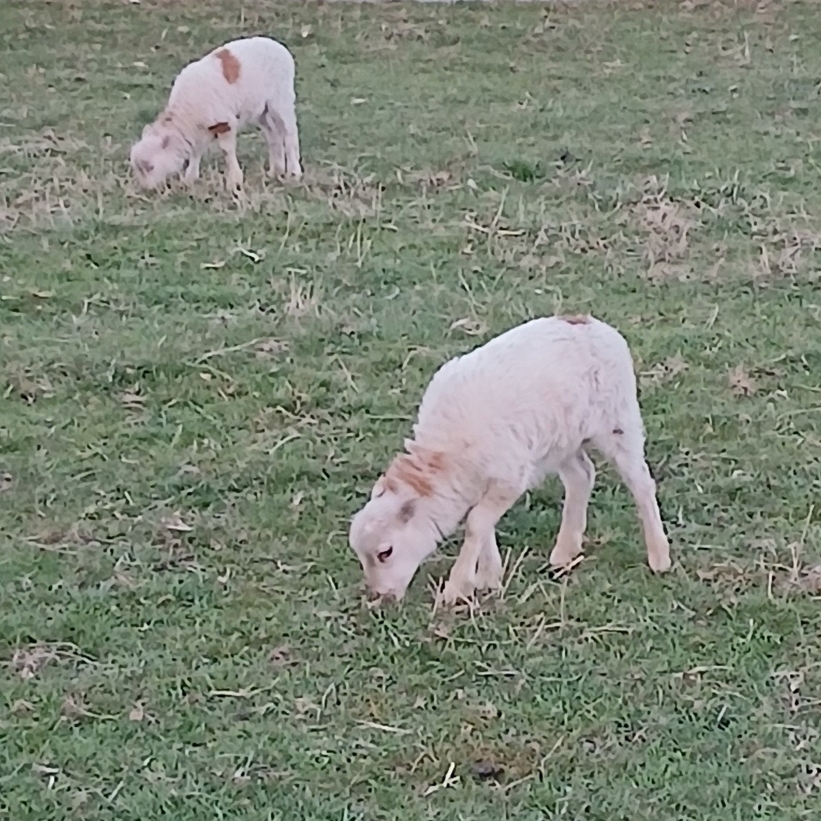 Gekruisde  Soay lammetjes,, Dieren en Toebehoren