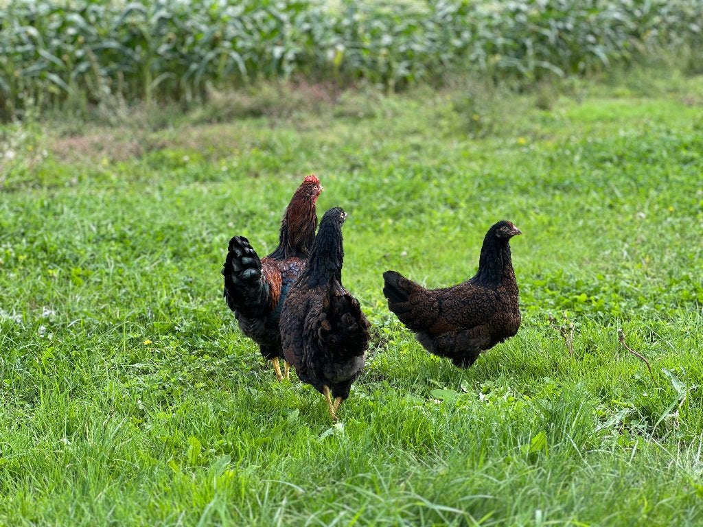 Jonge tamme Barnevelder bruin gezoomd gesekst & ingeënt, Femelle, Poule ou poulet