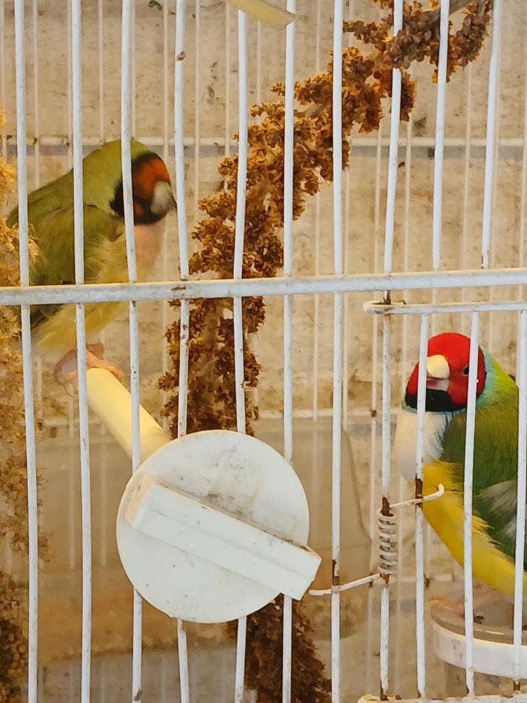 Couple  diamant gould  bon parents