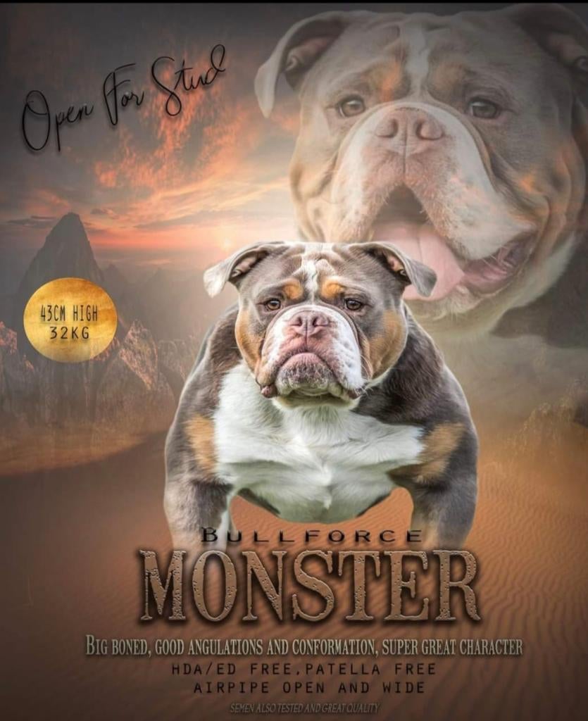 Old English Bulldog dekreu, Dieren en Toebehoren, Honden | Bulldogs, Pinschers en Molossers, 6 jaar of ouder, België, Fokker | Hobbymatig