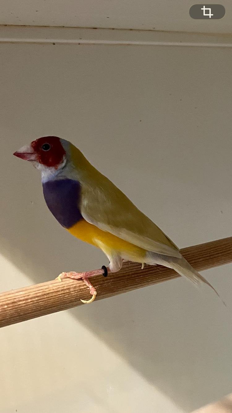 Gouldamadine pastel man