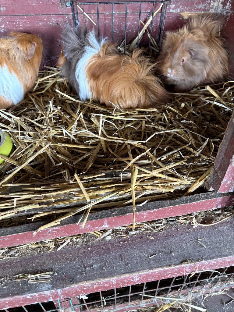 Langharige cavias, Dieren en Toebehoren, Maart