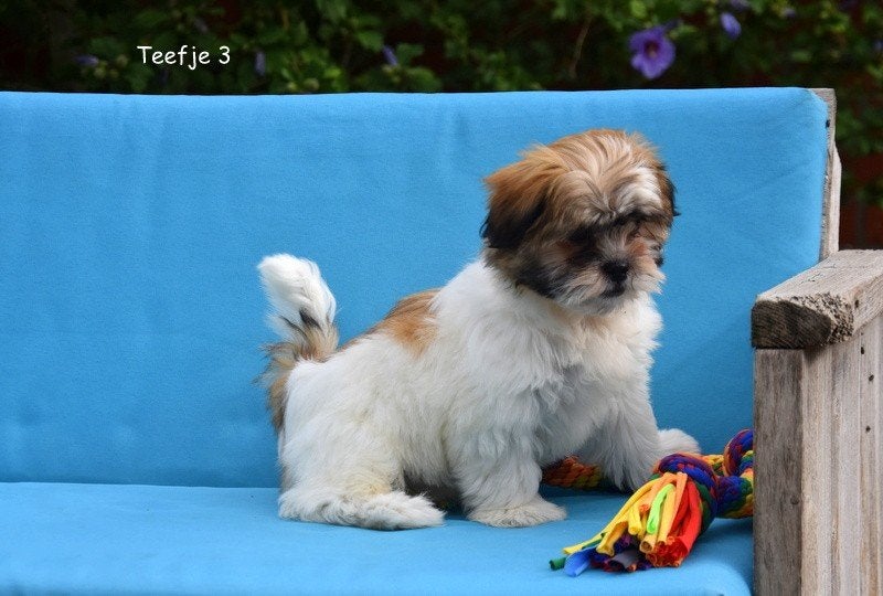 Prachtige Boomer pupjes, Dieren en Toebehoren, Honden | Niet-rashonden, België, CDV (hondenziekte), 8 tot 15 weken, Meerdere