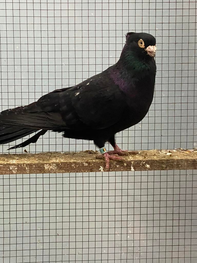 Pigeon Niski ( shpiqat )