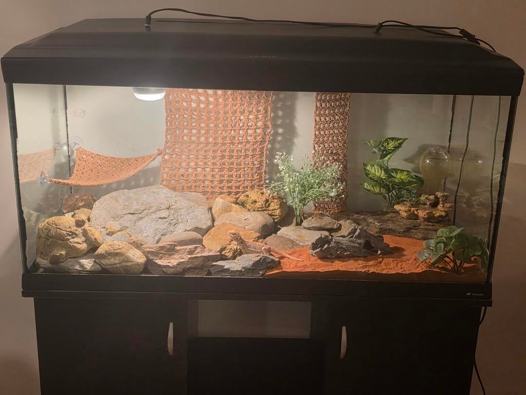 Baardagaam met terrarium te ruil tegen slang, Animaux & Accessoires, Enlèvement ou Envoi
