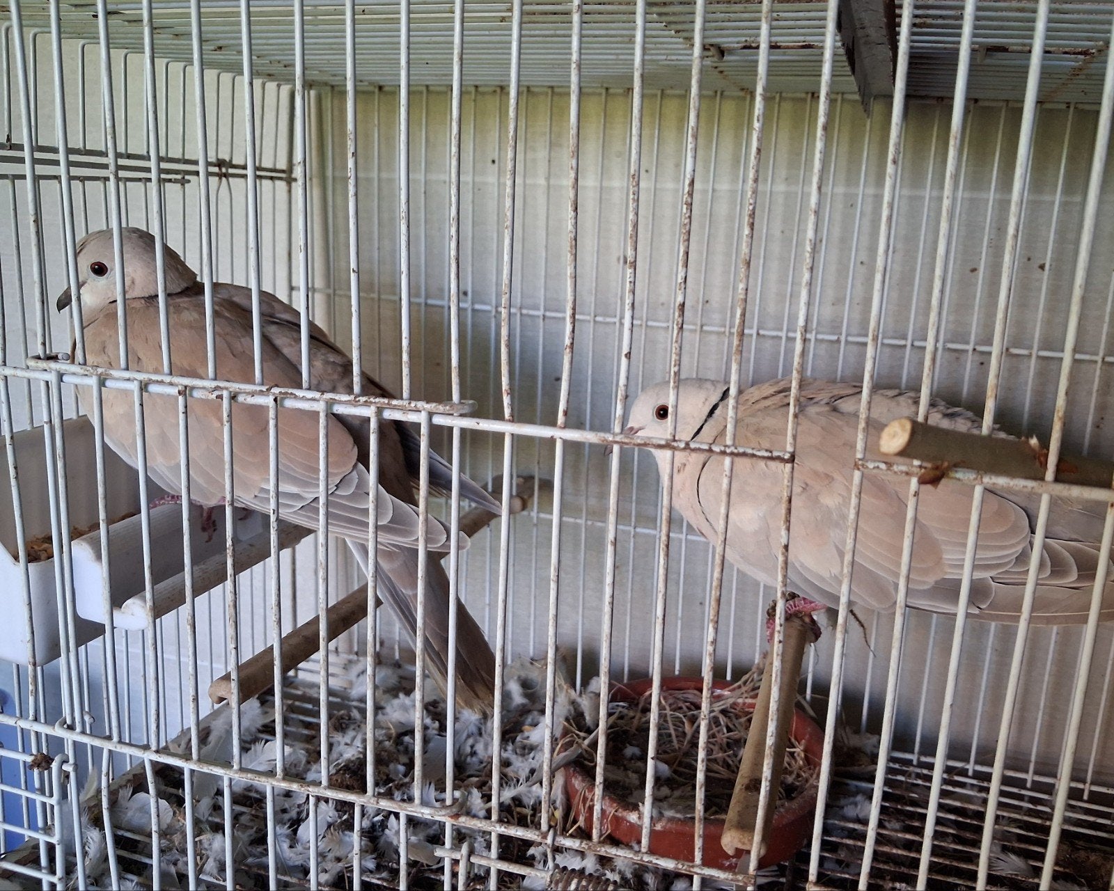 Vogels ruilen?, Meerdere dieren