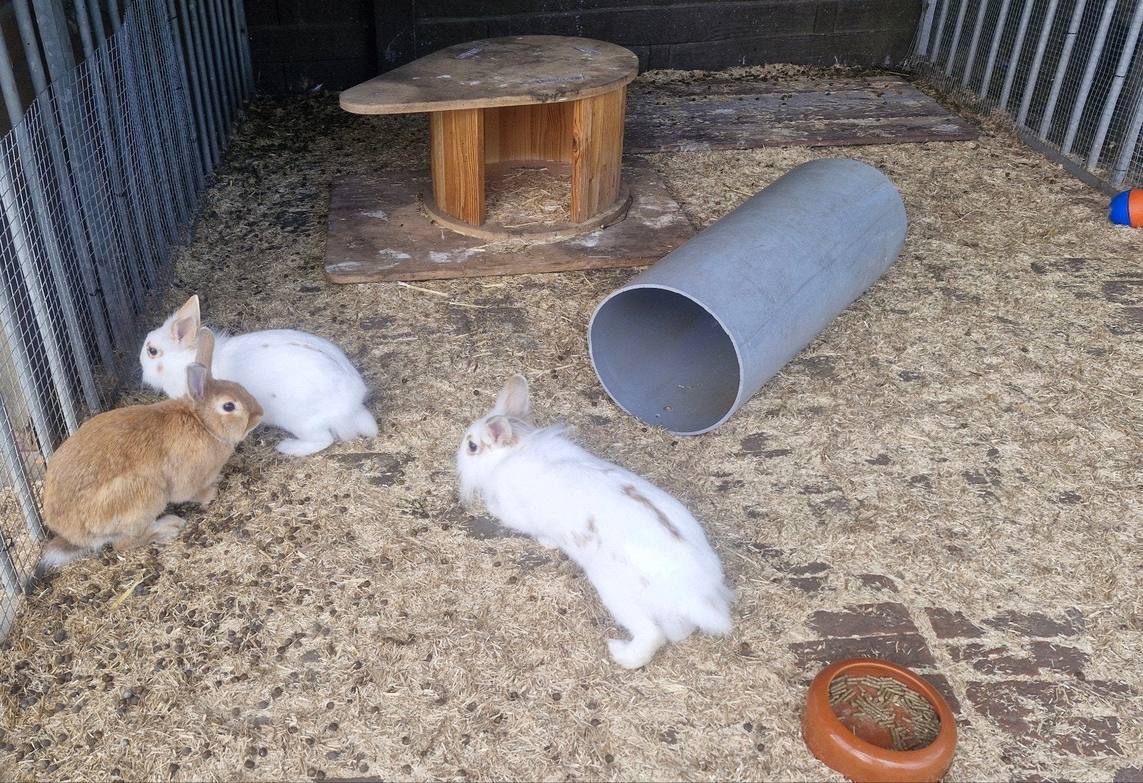 trio dwergkonijnen, Dieren en Toebehoren, Knaagdieren, Januari