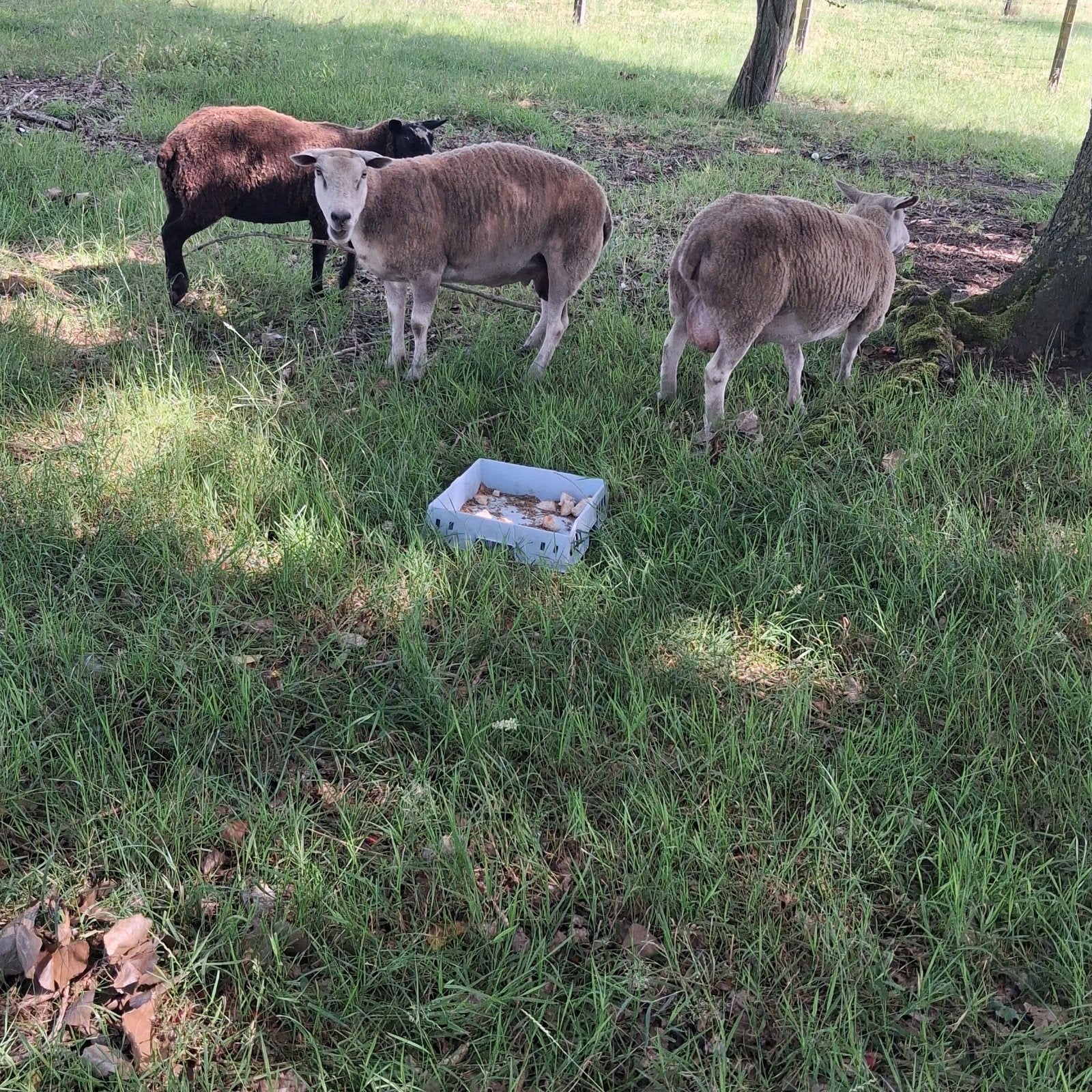 Ooien, Vrouwelijk, Schaap, 0 tot 2 jaar
