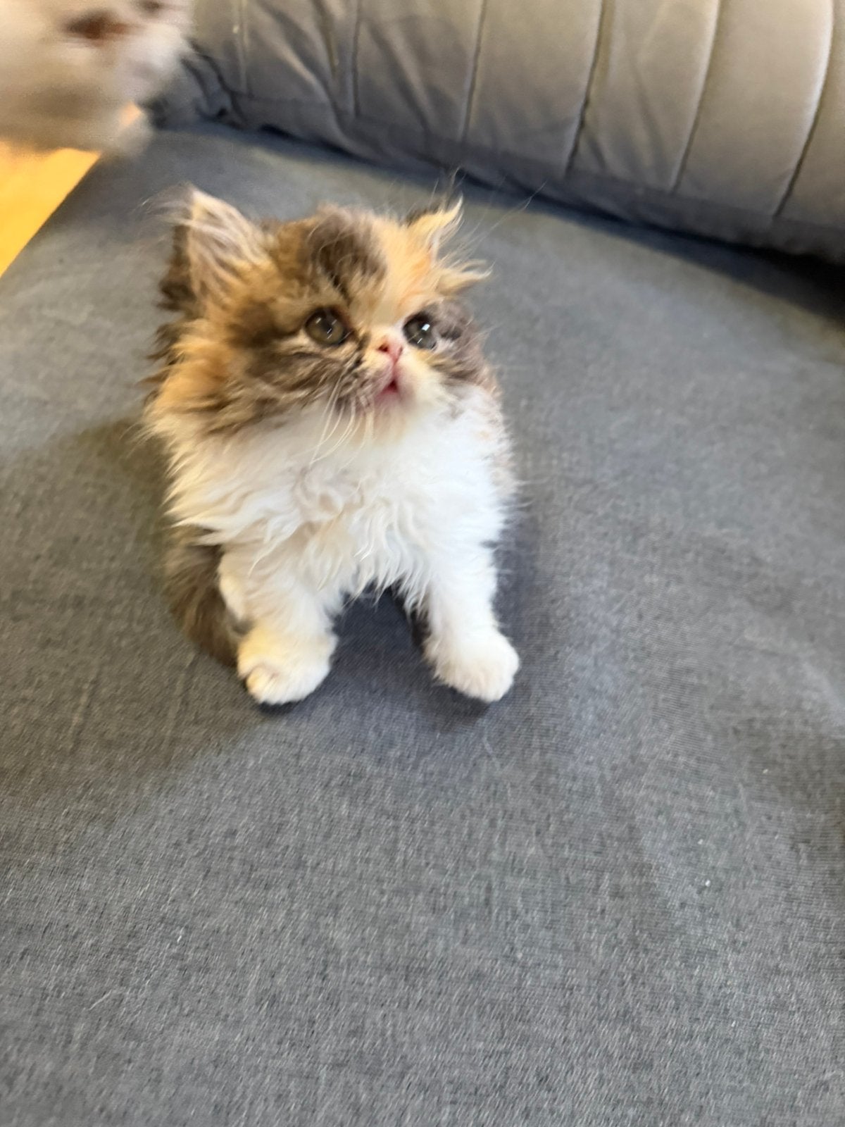 Chaton persan Himalaya, Chat, Avec puce électronique, 0 à 2 ans