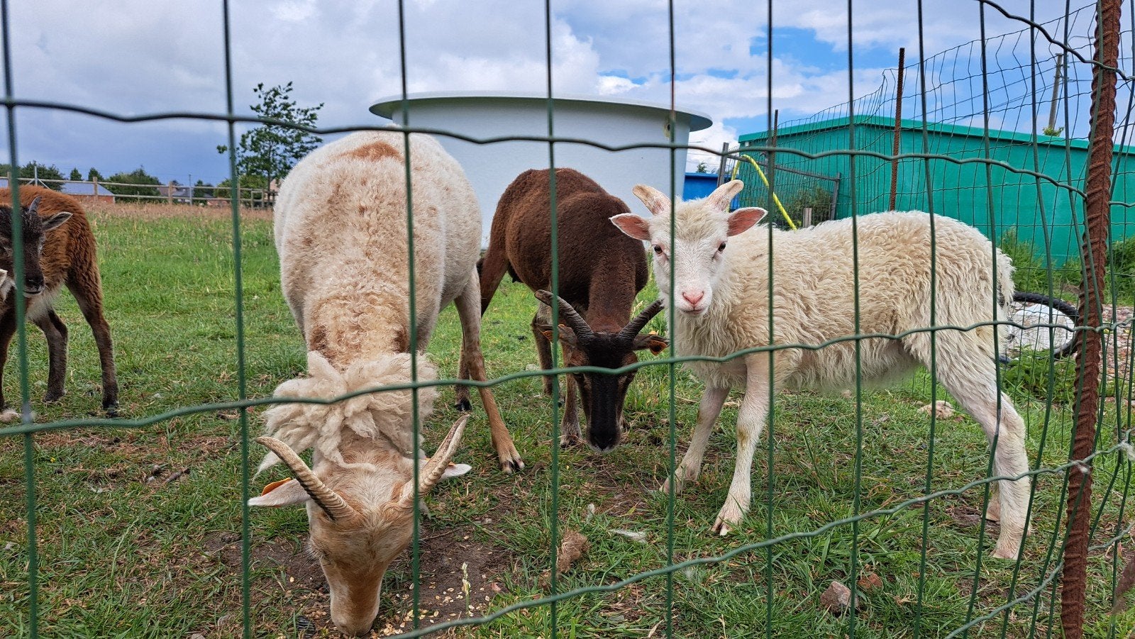 Soay ram, Animaux & Accessoires, Moutons, Chèvres & Cochons