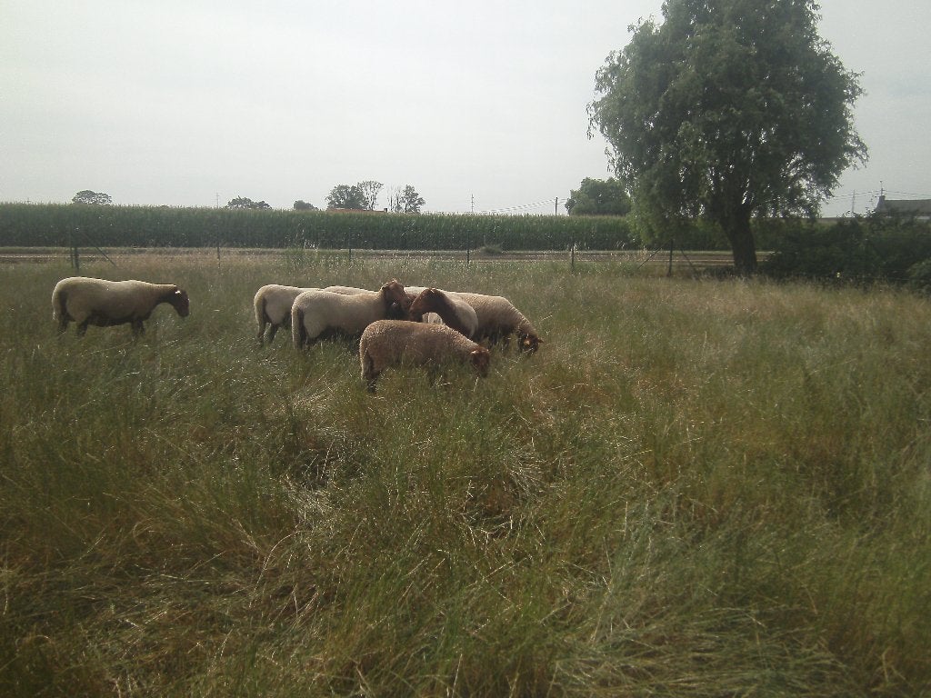 Voskopramlam te koop, Mannelijk, Schaap, 0 tot 2 jaar