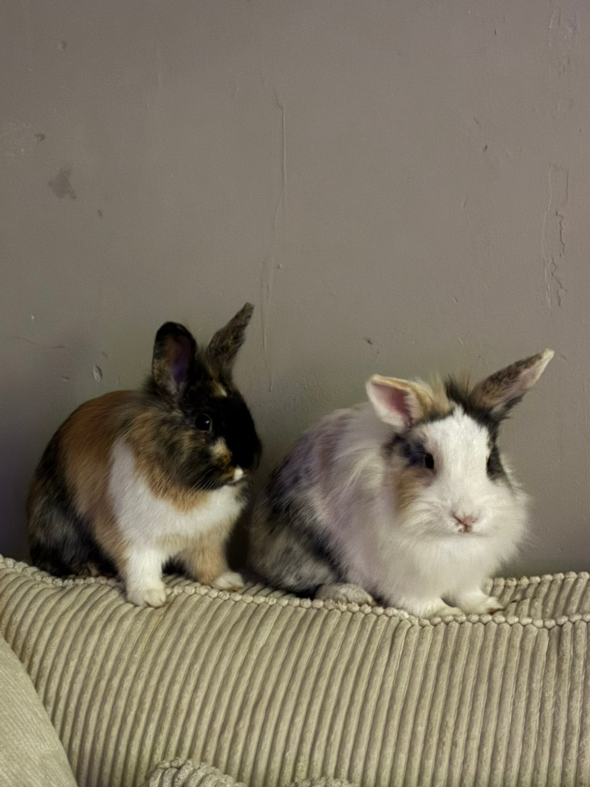 Vrouwlijke konijntjzs, Dieren en Toebehoren, Konijnen