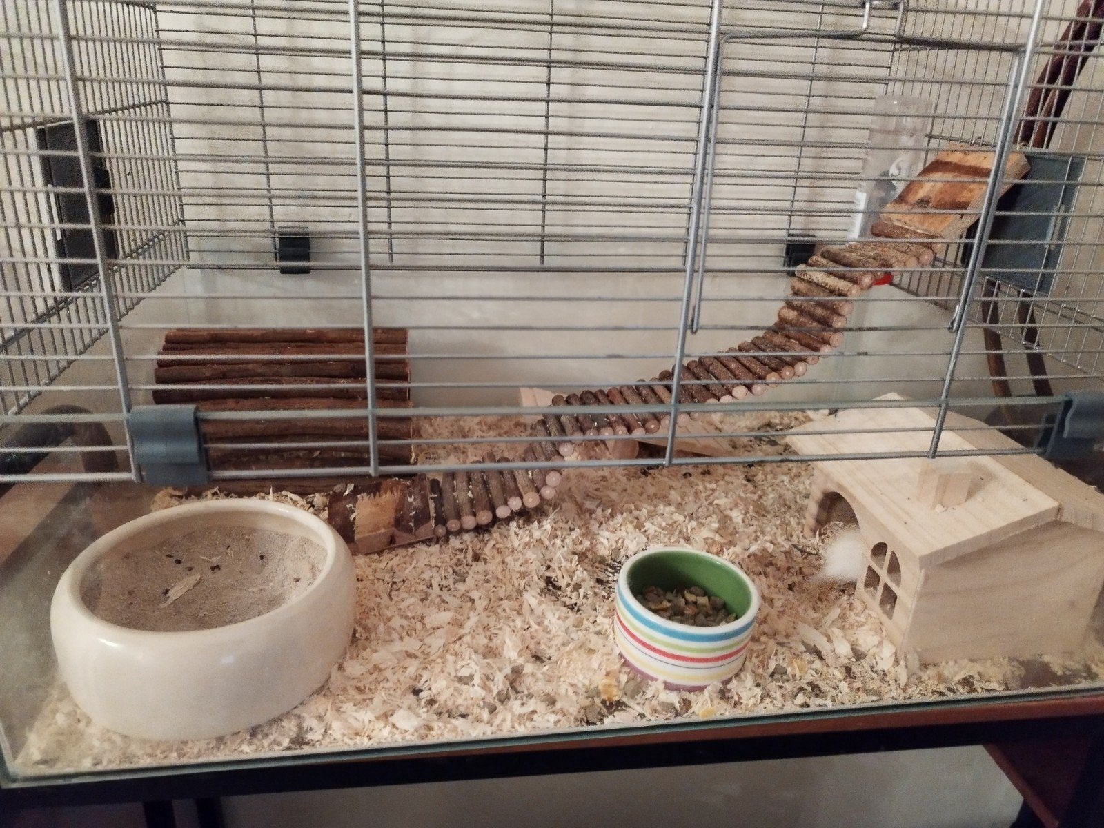 Hamster russe femelle mandarin, Hamster, Juin, Domestique, Femelle