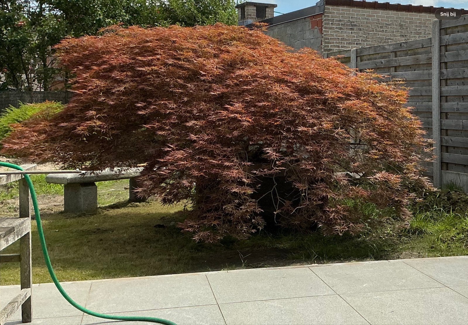 Grote schitterende japanse esdoorn, Tuin en Terras, Ophalen
