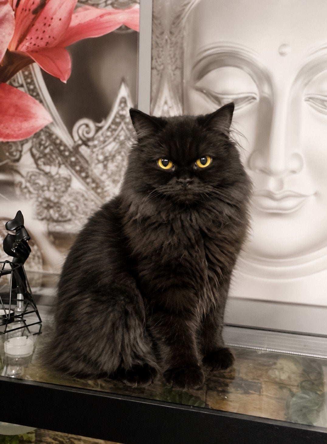 Britse langhaar poes, Dieren en Toebehoren, Poes, Gechipt, 0 tot 2 jaar