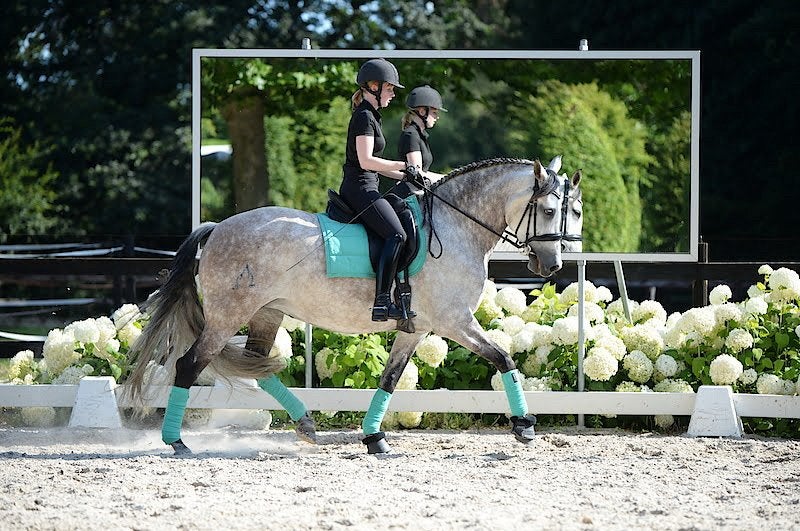 Dressuurlessen / begeleiding met eigen paard, Paardrijles of Ponykampen