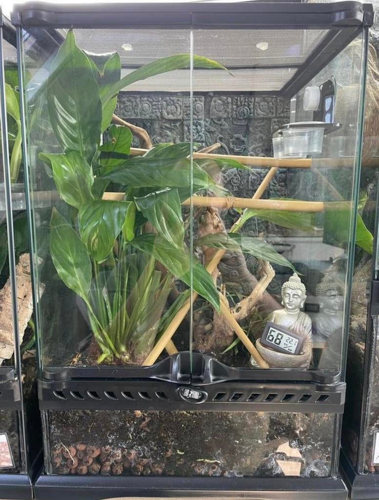 Exo terra terrarium ingericht 30x30x45cm, Dieren en Toebehoren, Ophalen, Zo goed als nieuw