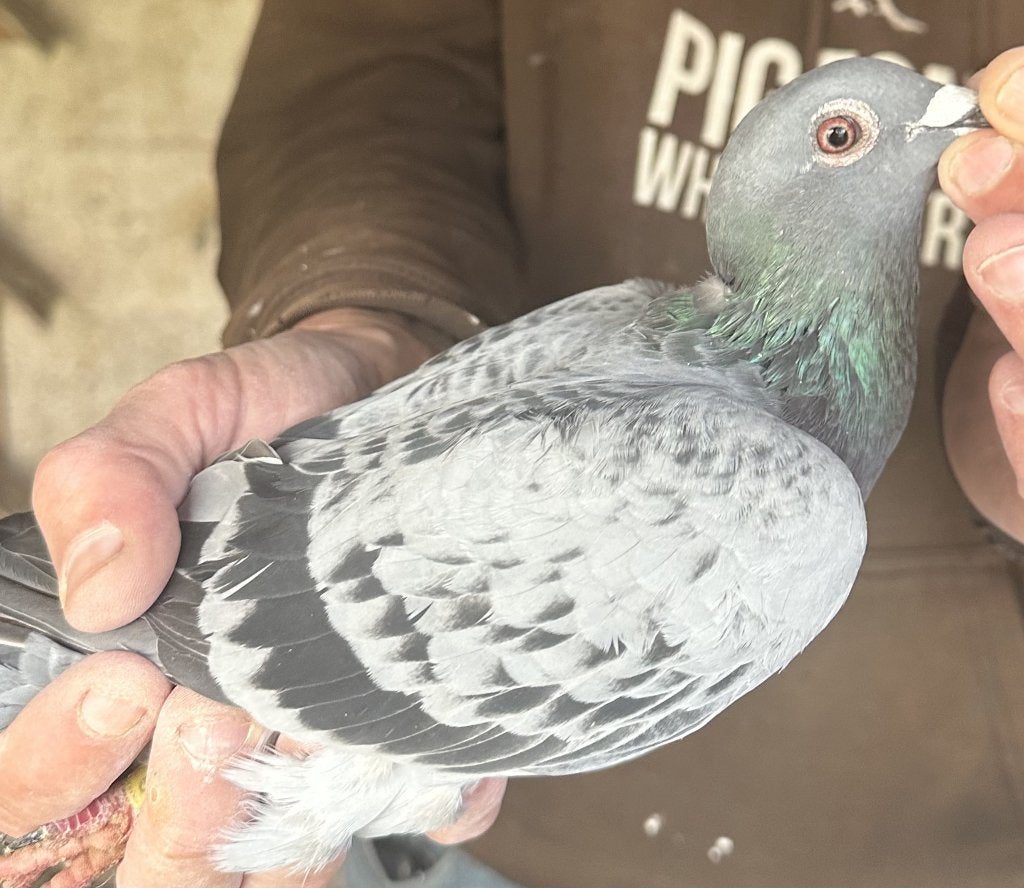 Bewezen duiven, Femelle, Pigeon voyageur