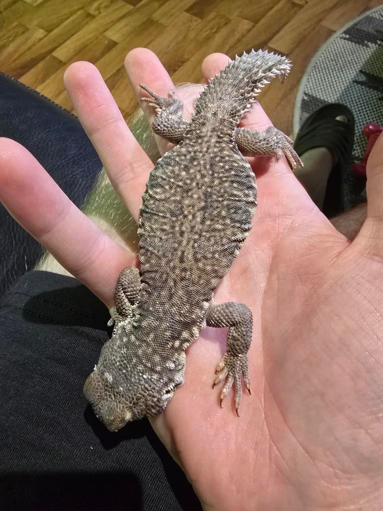 Uromastyx Nigriventris Flame, Animaux & Accessoires