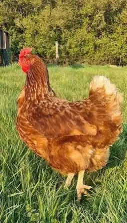 Poussins Isa Brown, Animaux & Accessoires, Volatiles, Poule ou poulet