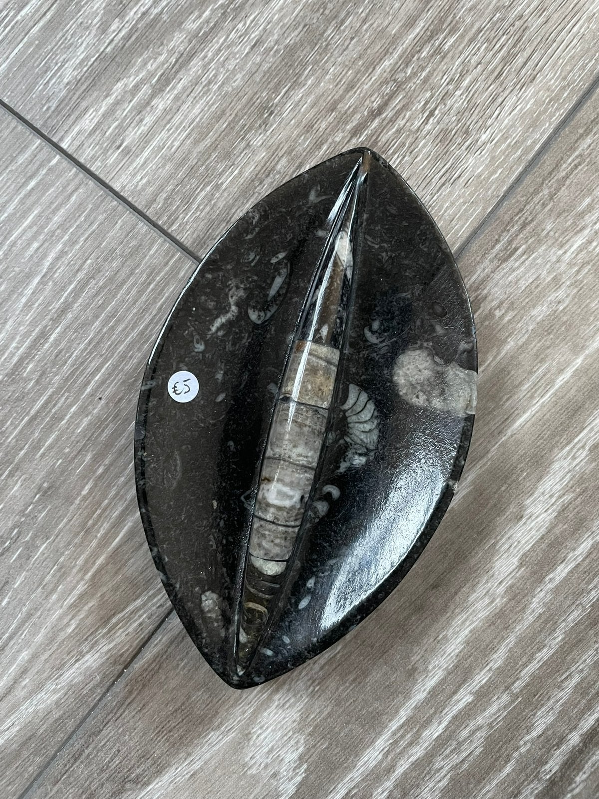 Schaaltje fossiel Orthoceras, Verzamelen, Mineralen en Fossielen, Ophalen of Verzenden, Fossiel