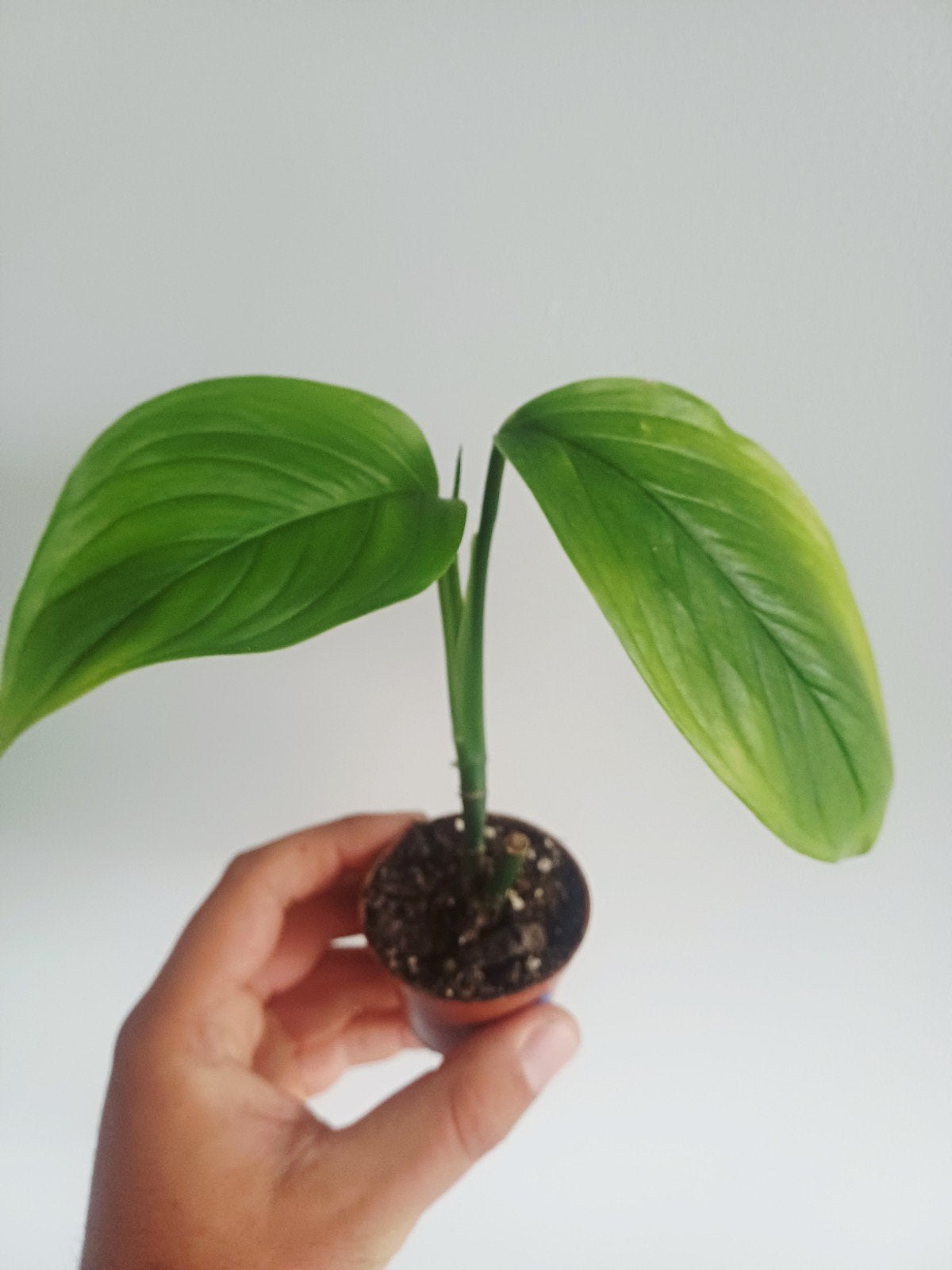 Monstera EC7 (noid), Maison & Meubles, Plantes d'intérieur, Autres espèces, En pot, Enlèvement ou Envoi, Moins de 100 cm