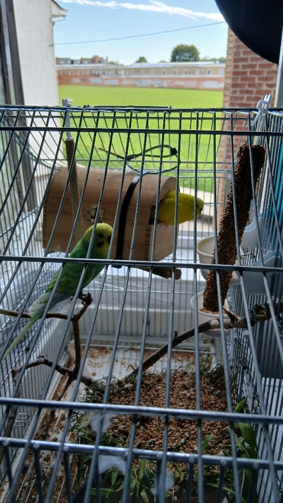 Perruches ondulées, Animaux & Accessoires