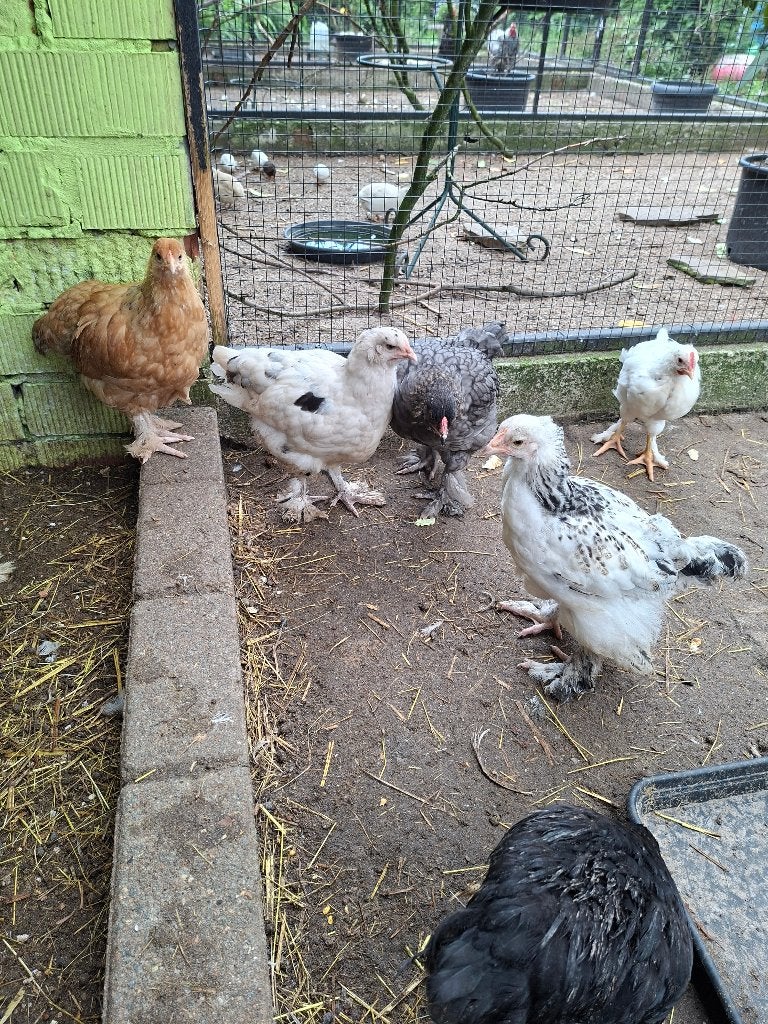Jonge Brahma kippen en hanen, Meerdere dieren, Kip