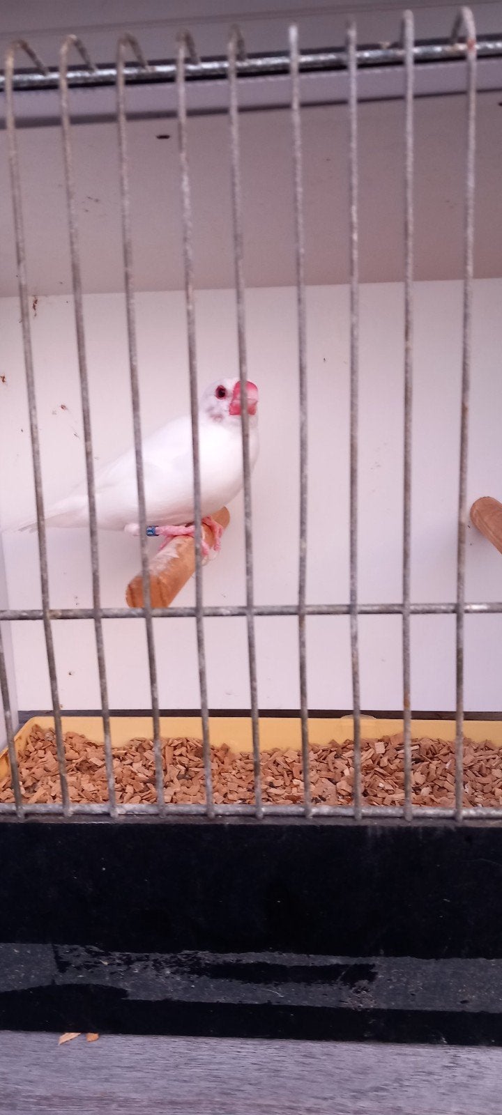 Rijstvogel / Padda wit man 2023 geringd, Dieren en Toebehoren, Vogels | Overige Vogels, Geringd