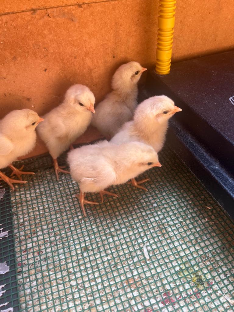 Jonge kuikens, Poule ou poulet