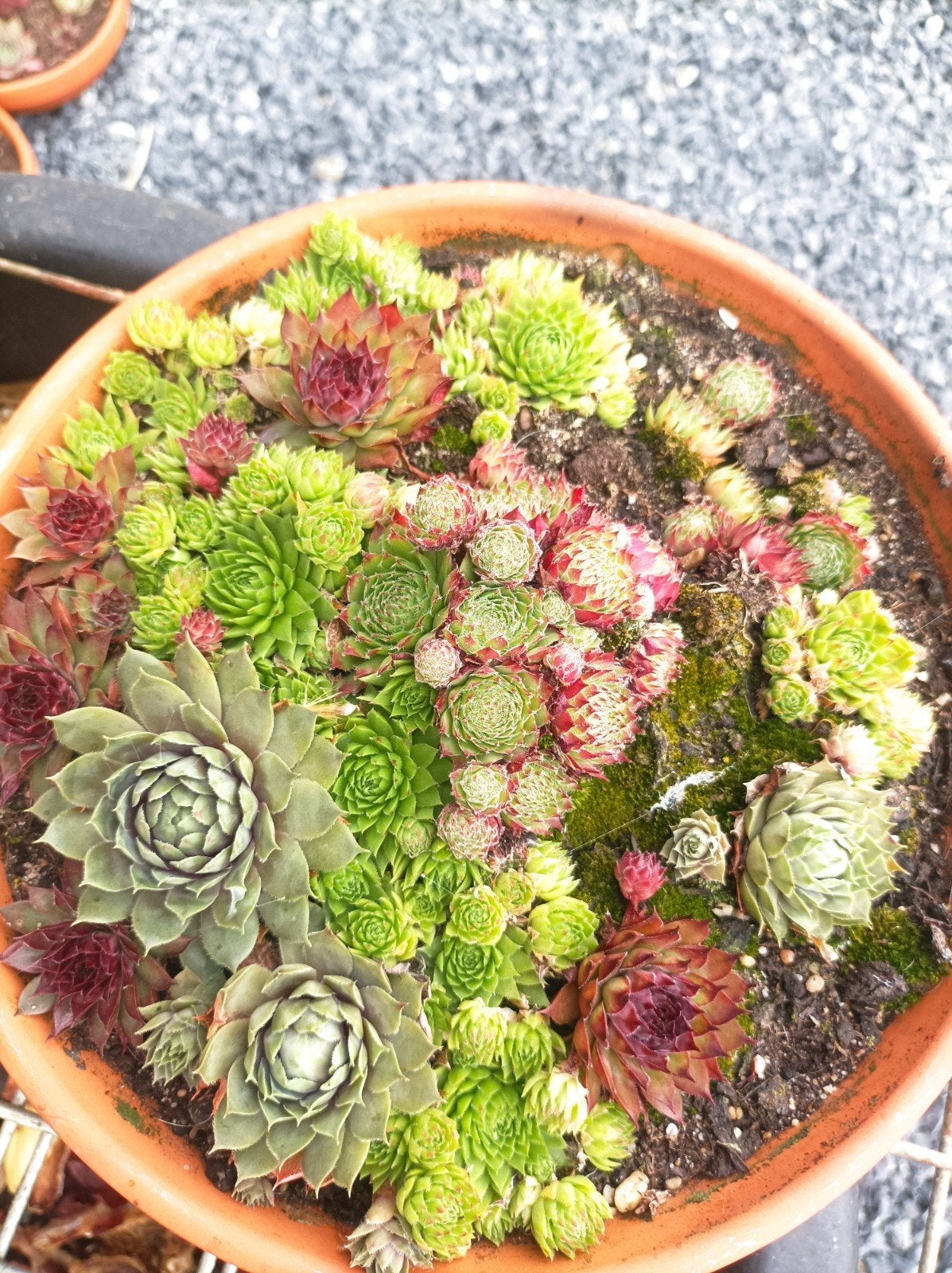 Plantes rupestres dans un plat en terre cuite, Enlèvement