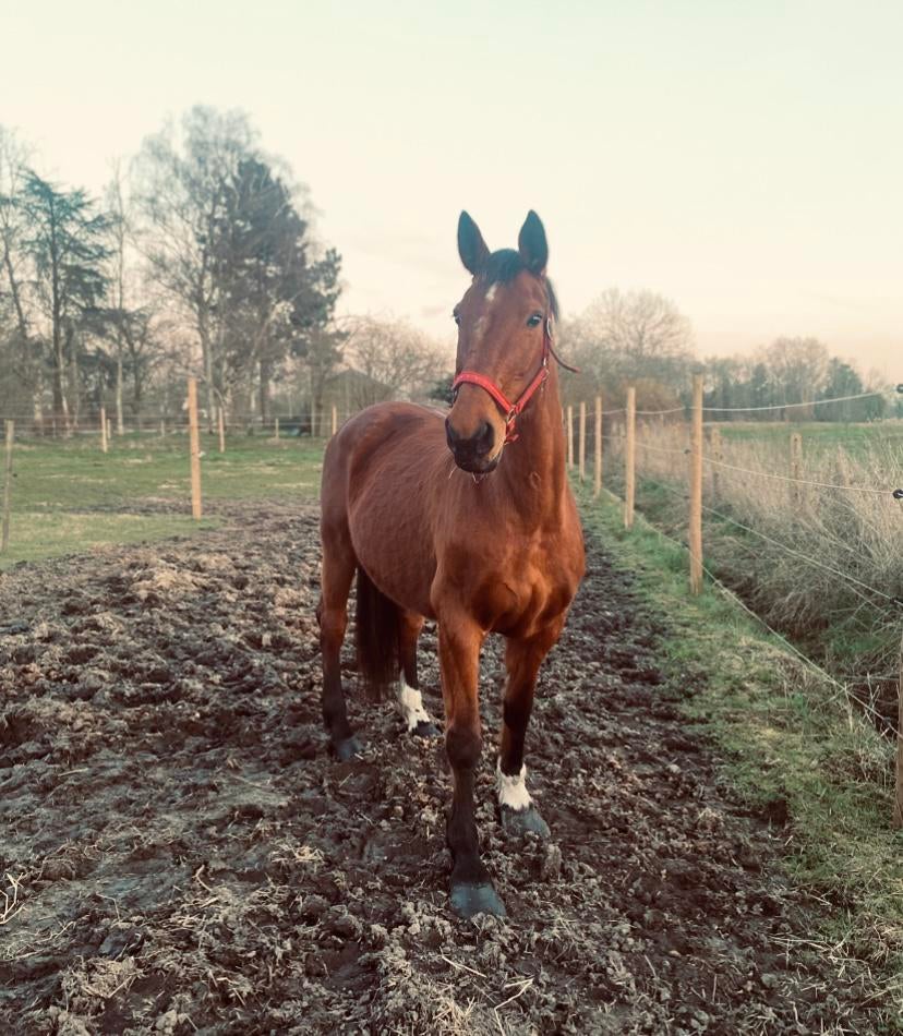 Dekhengst gezocht voor mijn KWPN merrie, Merrie, Springpaard, Met stamboom, 11 jaar of ouder