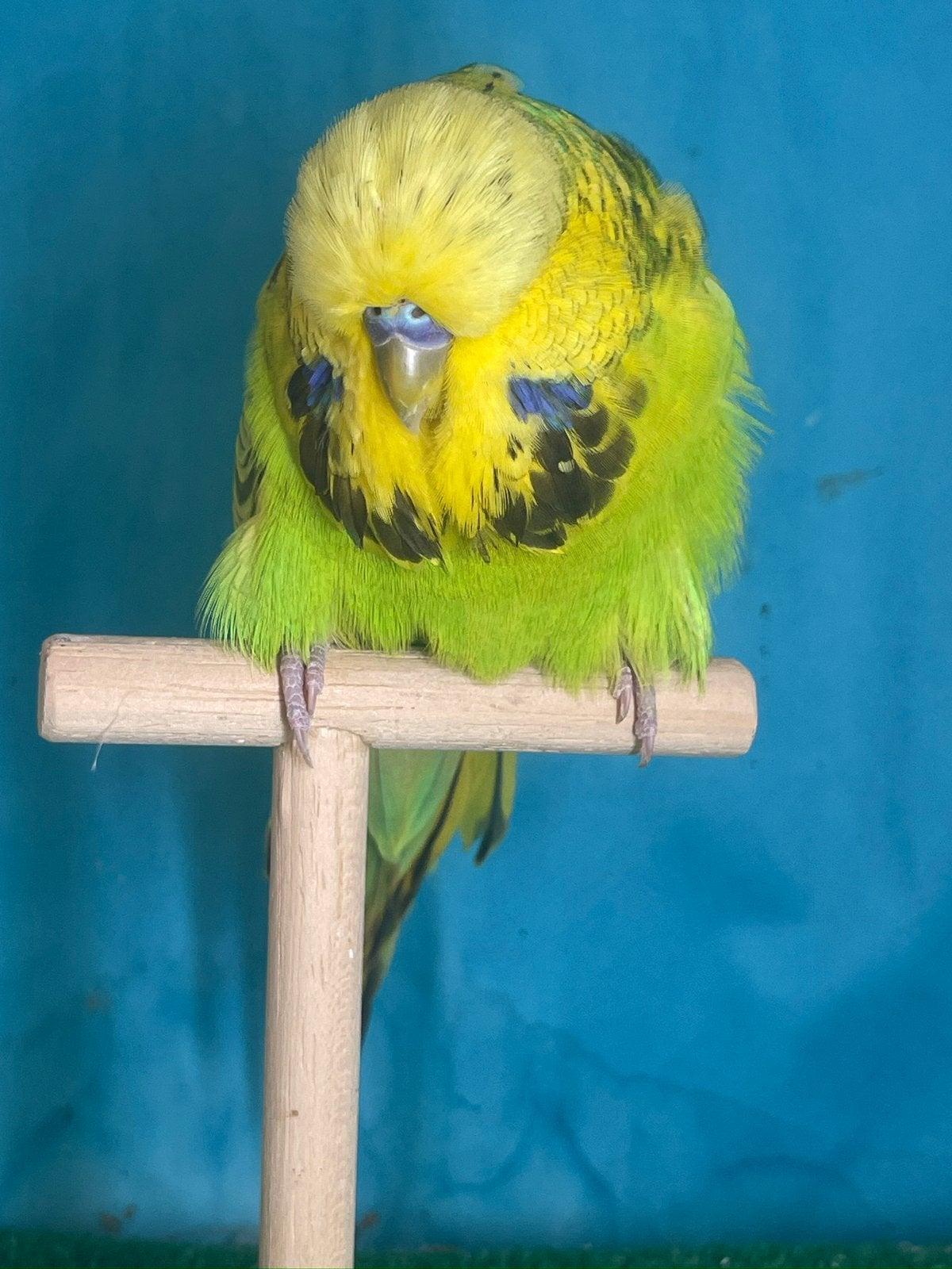2026 engelse grasparkiet groen, Plusieurs animaux, Perruche, Bagué