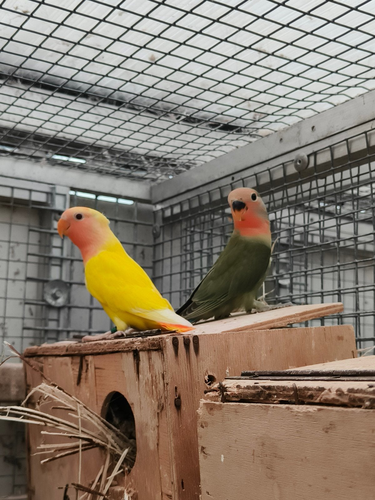 3 jonge roseicolli, Dieren en Toebehoren, Geringd