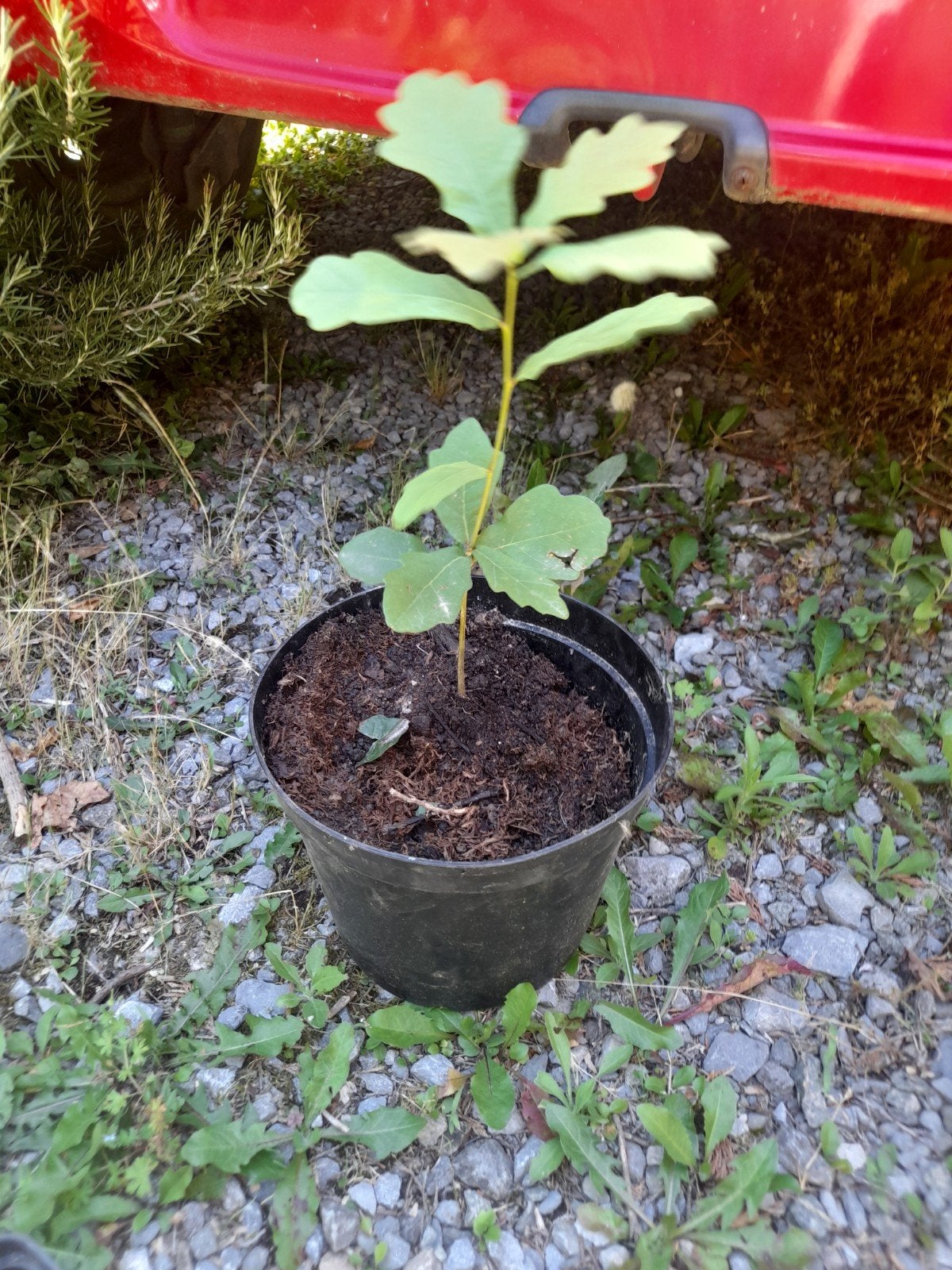 Eik, Tuin en Terras, Ophalen of Verzenden