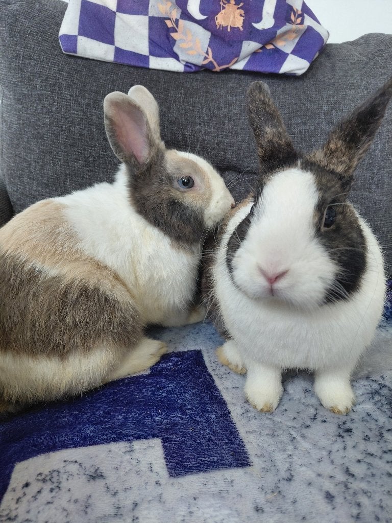 2 konijnen, Mâle, Petit, 0 à 2 ans