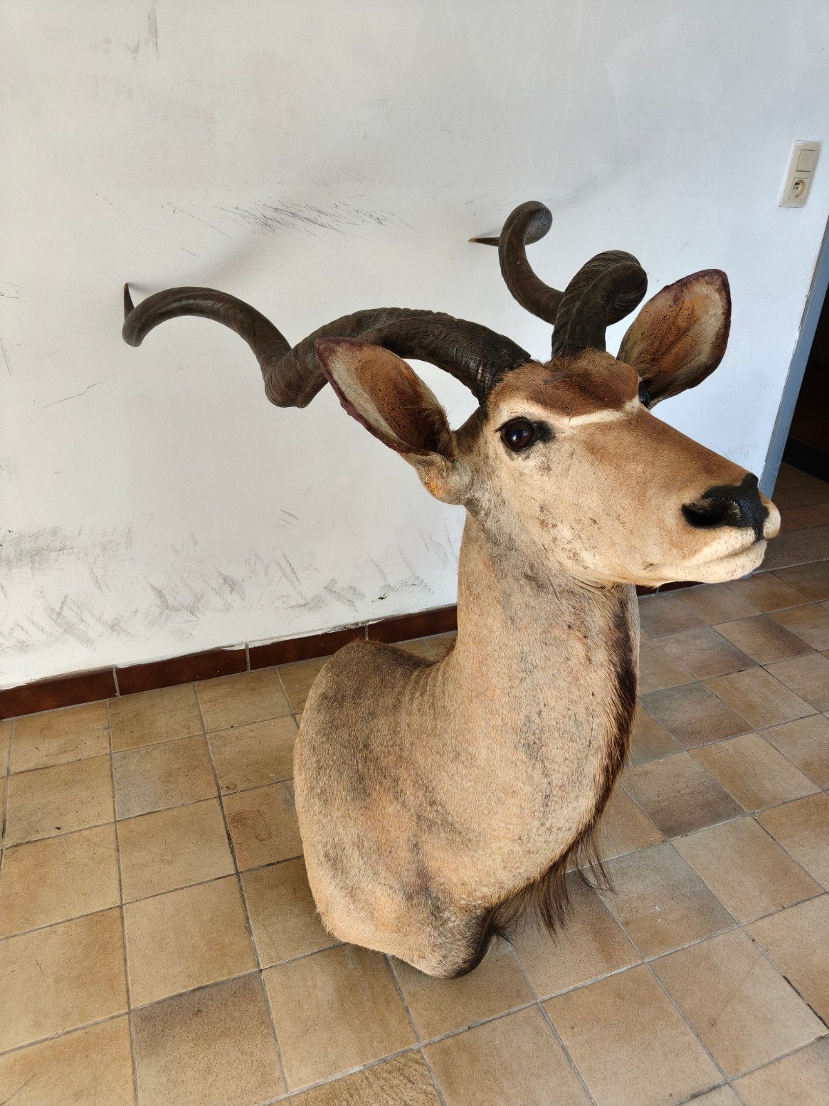Opgezette koedoe - shoulder mount - taxidermie, Ophalen