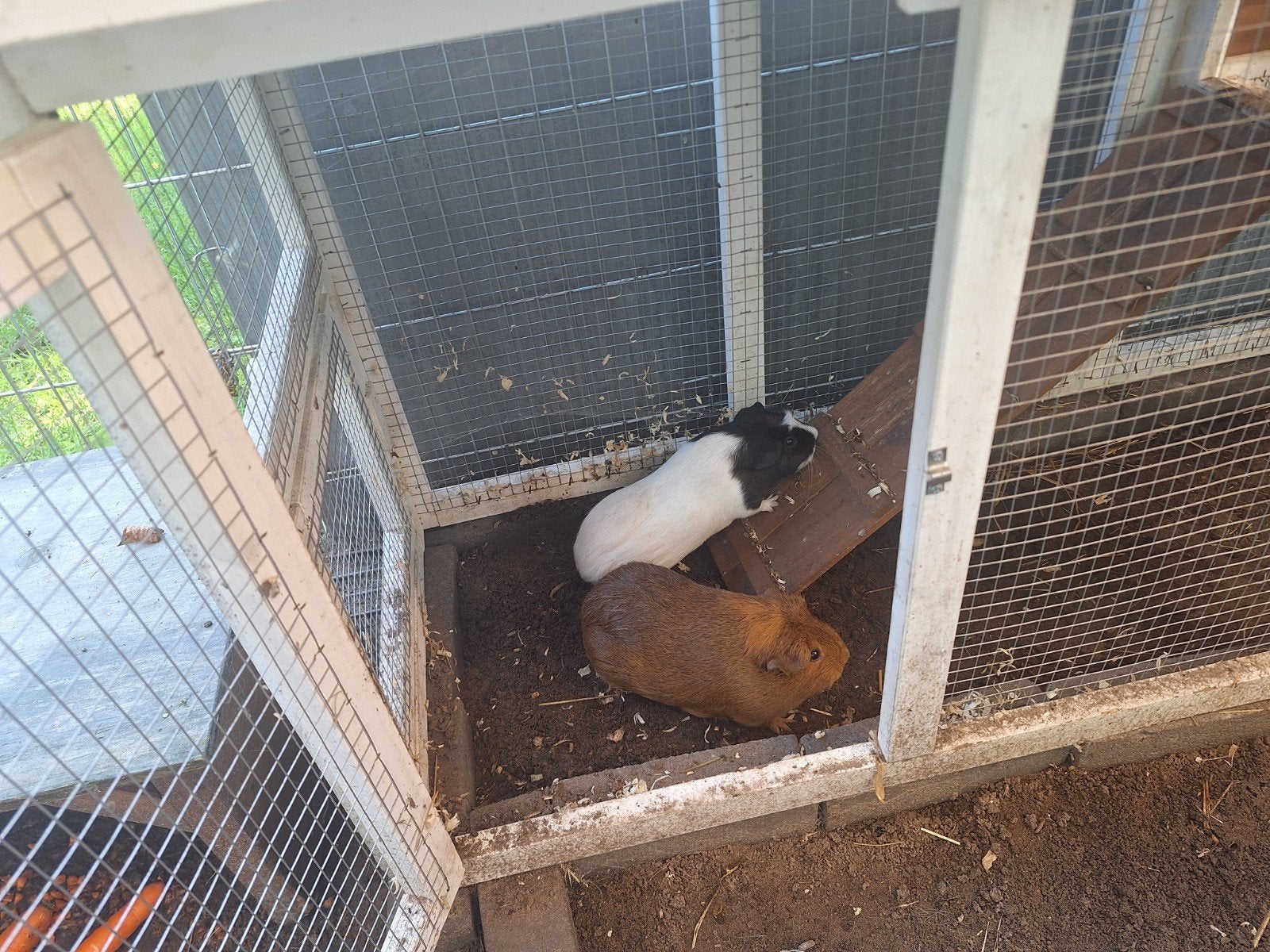 2 cavia's + toebehoren te koop, Dieren en Toebehoren, Ophalen, 60 tot 90 cm, Hok, Cavia