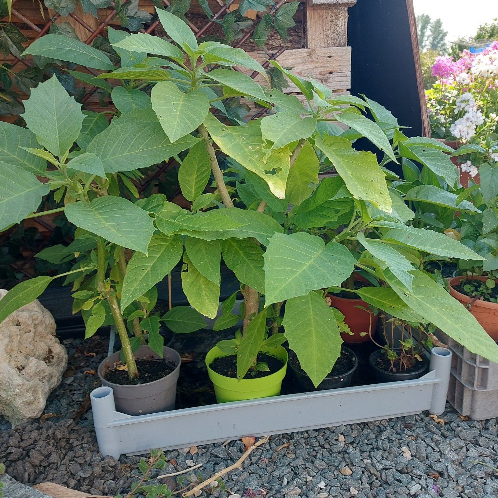 Brugmansia/Datura, Ophalen
