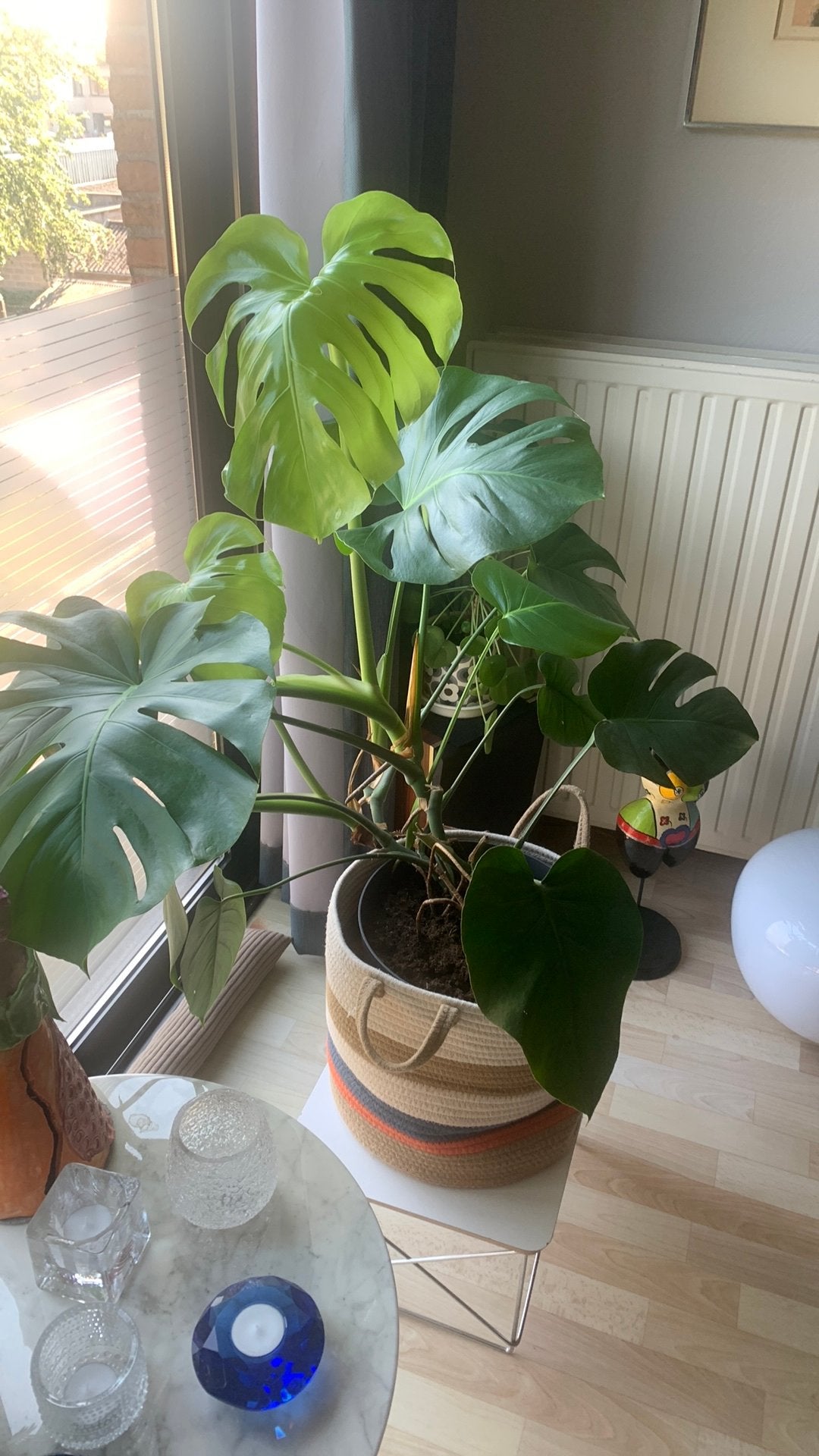 Hele mooie grote plant : Monstera Deliciosa aka gastenplant, Enlèvement