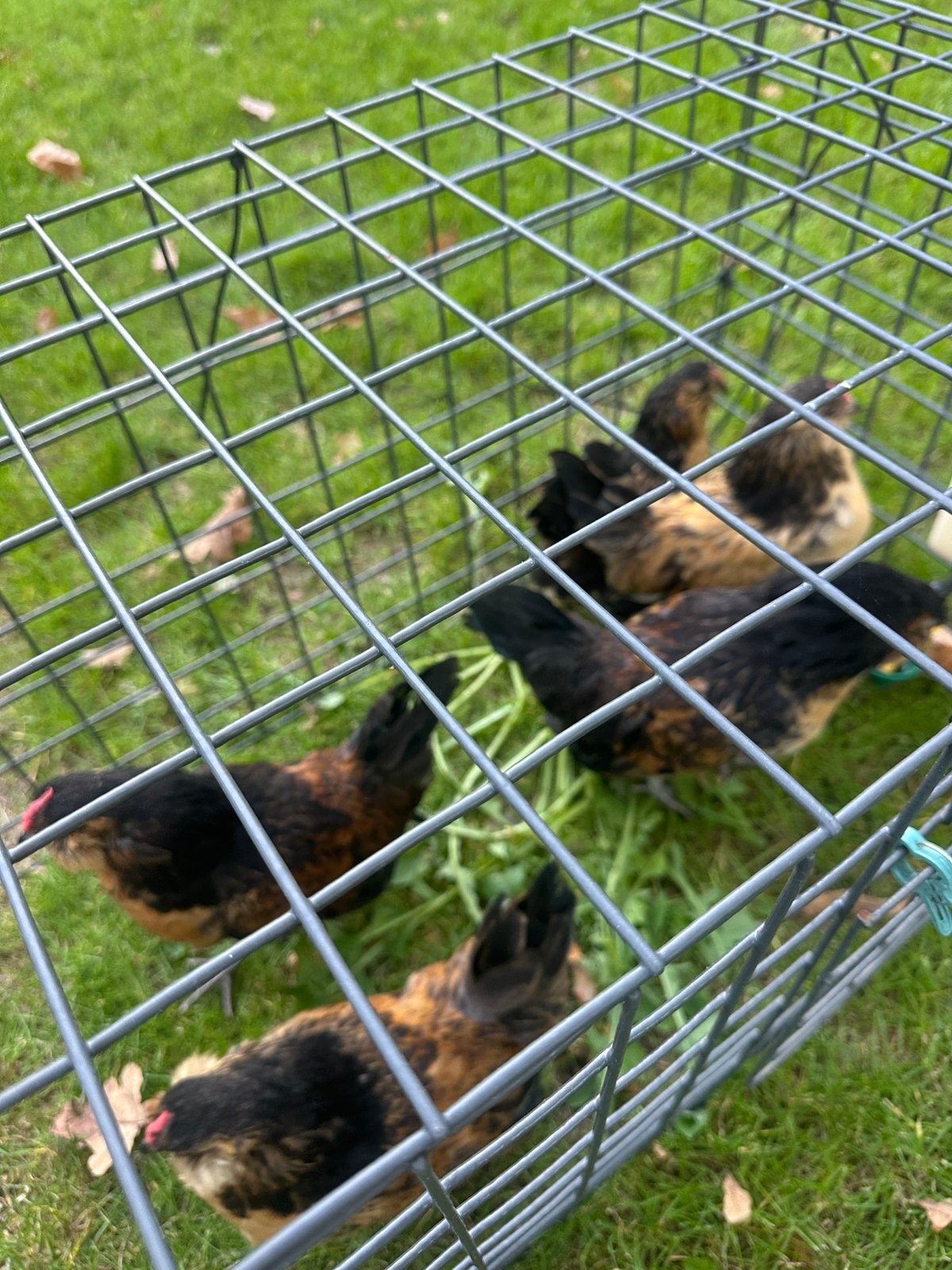 antwerpse baardkriel - haantjes, Dieren en Toebehoren, Mei