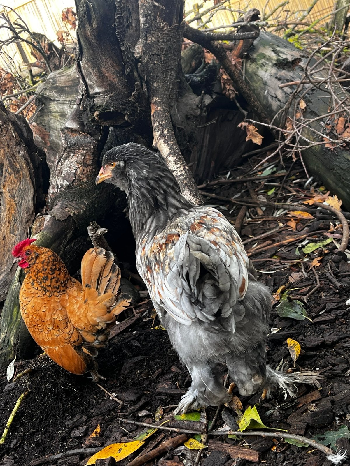 Kippen hennen allerlei rassen, Dieren en Toebehoren, Kip