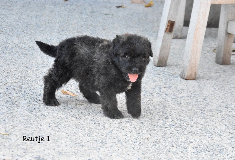 Prachtige Bouvier pups, Bouvier, België, CDV (hondenziekte), 8 tot 15 weken