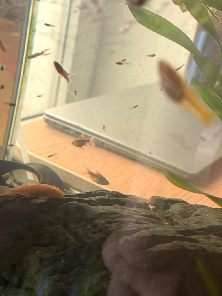 guppy’s zwanger, Dieren en Toebehoren, Vissen | Aquariumvissen