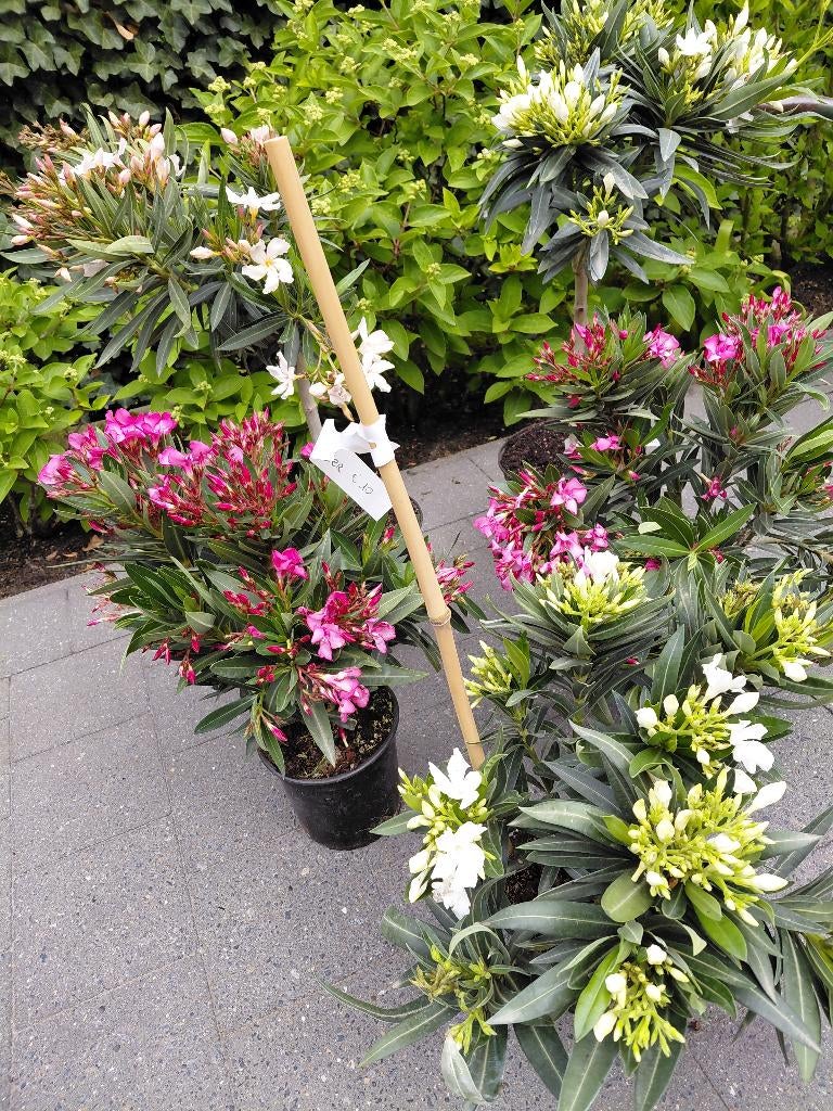 Oleander struiken en stammen, Tuin en Terras, Ophalen, Zomer, Volle zon