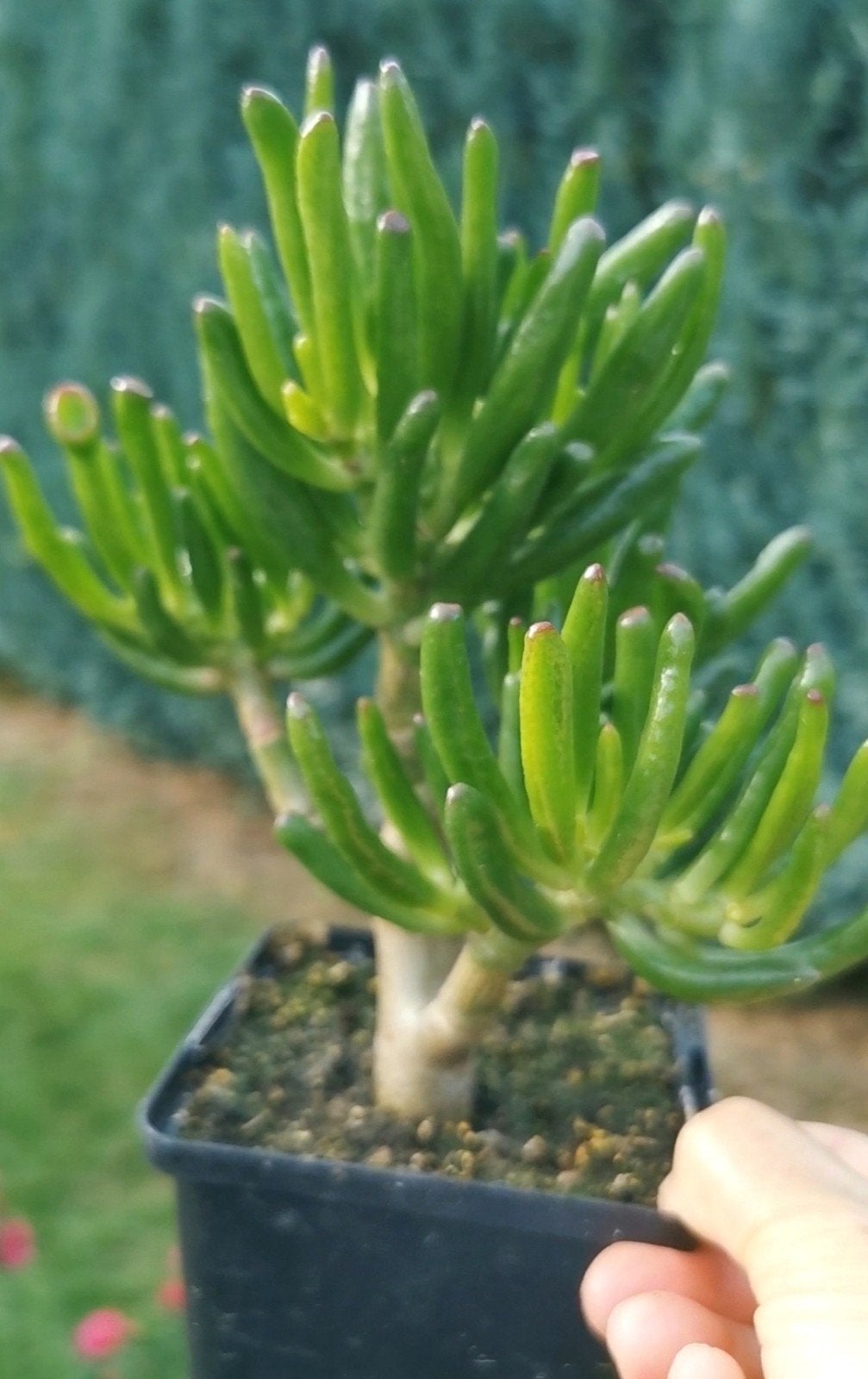 Crassula ovata 'Gollum', Enlèvement