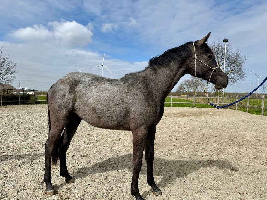 Diarado merrie, Merrie, Springpaard, Met stamboom, 0 tot 2 jaar