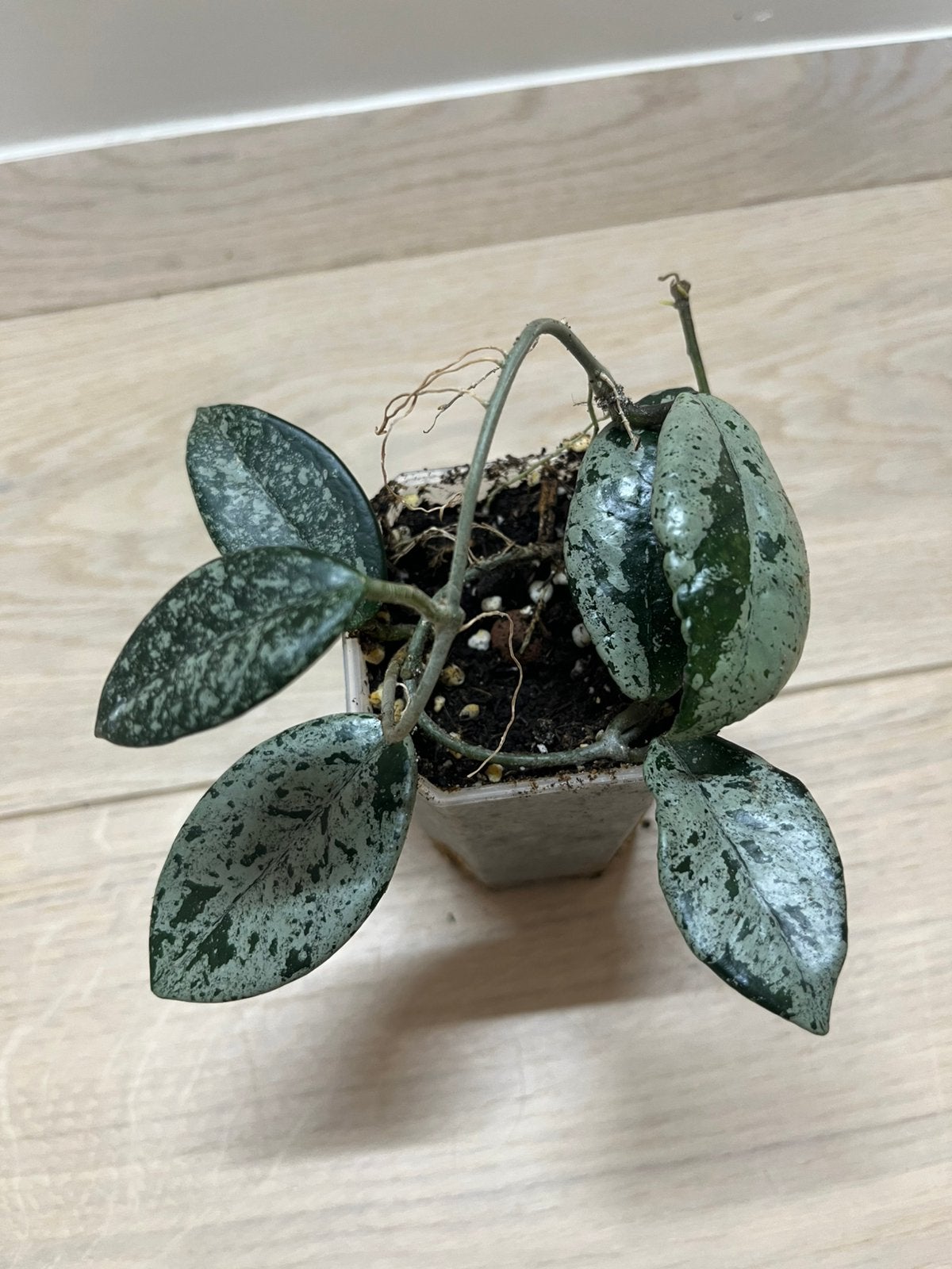 Hoya Willbur Graves, Maison & Meubles, Plantes d'intérieur, Envoi