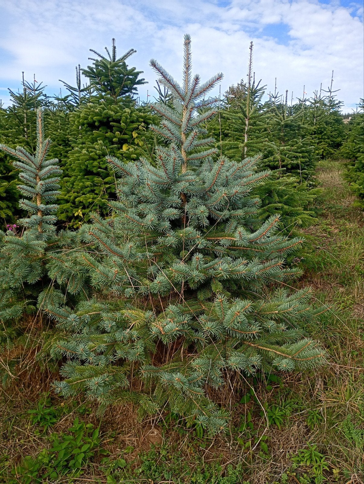 Sapin de Noël - Pungen, Jardin & Terrasse, Enlèvement